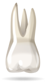 teeth-image