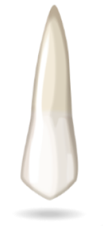 teeth-image