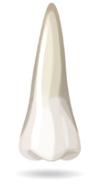 teeth-image
