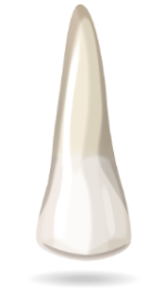 teeth-image