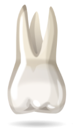 teeth-image