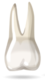 teeth-image
