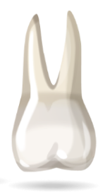 teeth-image
