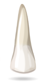 teeth-image