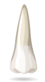 teeth-image